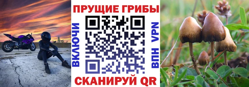 Галлюциногенные грибы прущие грибы  Кяхта 